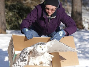 Hannah Tennet, a senior intern at the Wild at Heart Wildlife Refuge Centre, releases a snowy owl near Hanmer on Tuesday. The owl was rehabilitated after being found suffering from cold and lack of food last month. (Gino Donato/Sudbury Star)