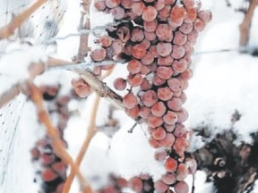 Vidal grapes left to freeze on the vine are destined to become icewine. (Jim Fox/Special to Postmedia News)