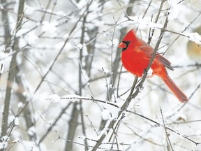 Since there have frequently been more northern cardinals enumerated on London?s Christmas Bird Counts than anywhere else in the nation, London has long been referred to as the cardinal capital of Canada. (GARY IRWIN/SPECIAL TO POSTMEDIA NEWS)