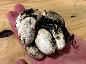 Foxsnake eggs