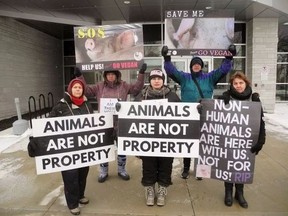 A Tavistock farmer pleaded guilty Thursday to animal cruelty charges related to a mass die-off of hogs in Norfolk County last year. Animal rights activists from Southwestern Ontario attended the court hearing. Among them were, front from left, Mo Markham of Kitchener, Enza Amendola of Toronto, and Bozena Kordek of Kitchener. In back, from left, are Christine Campbell of Cambridge and Andrea Champagne of London. (MONTE SONNENBERG, Postmedia Network)