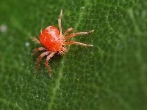 If you detect spider mites on a plant, quarantine it immediately. Spider mites produce about eight generations a year. (FREE PRESS file photo)