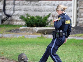 FILE PHOTO
An OPP constable approaches a raccoon in Tillsonburg (October 2013) showing signs of unusual daytime behaviour, wandering around on a front lawn. “If it becomes an issue where there's a threat to anybody, we have to get it contained," said Constable Stacey Culbert, OPP Community Service. "This morning (October 21, 2013)... we're waiting for animal control to call us.”