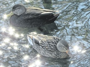 American black ducks can be seen across Southwestern Ontario through the winter. They are sometimes mistaken for female mallards but the black duck, top, typically has a yellowish-green bill and it is much darker than the female mallard, bottom. (PAUL NICHOLSON/Special to Postmedia News)