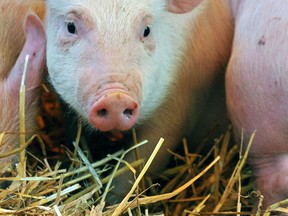 The 56th annual South Western Ontario Pork Conference will be held in Ridgetown on Feb. 21, it was announced this week. File photo/Postmedia Network