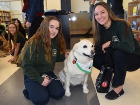 St. Benedict Catholic Secondary School students Keira McKay and Jillian Hartleib give Ginger a pat at the high school. Supplied photo