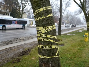 Yellow caution tape marks trees that are scheduled to be cut down on Richmond Street north of Oxford Street to make way for Bus Rapid Transit developments in London. (MORRIS LAMONT, The London Free Press)