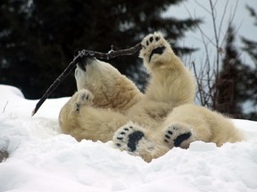 Henry, one of titular inhabitants of the Cochrane Polar Bear Habitat, is seen here rolling in the snow, and playing with a stick in a photo that was taken at the facility this week. Karen Cummings, the habitat manager, told The Daily Press they would like to expand the role of the habitat as a resource and research facility on polar bears and things like climate change.