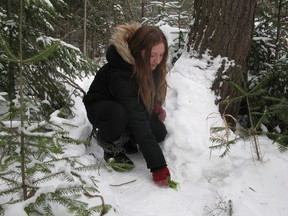 Sara Truchon Pearce, 12, puts out food in the bush next to Duchesnay Falls. She's hoping to catch two missing rabbits. They're believed to be the last of eight dumped in the area. The North Bay and District Humane Society is investigating after two of the rabbits were found decapitated.
BY CINDY MALES / FOR THE NUGGET