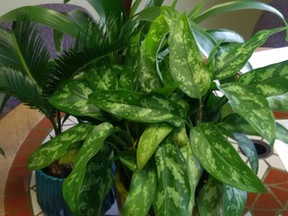 A cluster of houseplants. Studies have shown no noticeable difference in the growth of plant when they are talked to – although grandmothers and other purveyors of urban legends believe plants do better when they grow within the range of a human voice, writes gardening expert John DeGroot. (John DeGroot photo)