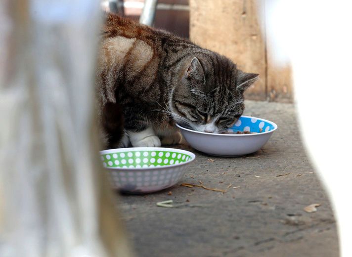 How to make food puzzles for your cat - Ontario SPCA and Humane