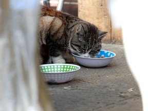 The Goderich SPCA office to close, effective Jan. 31, 2018. Any cats or other animals that have not been adopted by that date, will be transferred to another Ontario SPCA Centre. (Postmedia File Photo)