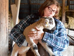 Christina Hyatt with one her lambs, Baby. The Enniskillen-based farmer said she’s experienced losses this season due to extreme cold snaps. Melissa Schilz/Postmedia Network