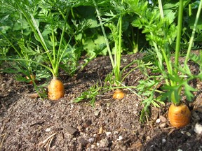 Ingot Carrot is a crisp and sweet hybrid variety, which resists cracking and maintains a great shape. Available through local retailers from Ontario Seed Company.