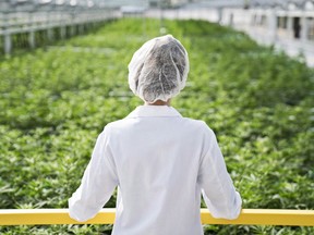 An Aphria worker looks out over a crop of marijuana in an undated handout image. Licensed marijuana producer Aphria saying it expects Ontario's minimum wage hike to $14 to increase its wage costs by $600,000 per year.THE CANADIAN PRESS/Aphria