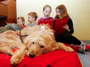 Grade 2 students Spencer Rizza, Isaac Hewett, Shae Lunney and Olivia Whidden take turns reading to Bogie on Friday for a special photo about the reading to dogs program at St. John XXIII Catholic School. (Julia McKay/The Whig-Standard)