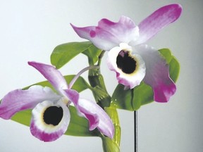 Dendrobium Nobile orchids can be viewed at Royal Botanical Gardens. (Special to Postmedia News)