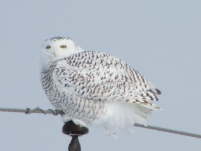 One of the most reliable areas for seeing snowy owls in Middlesex County is north-west of Strathroy along Egremont Drive. (PAUL NICHOLSON/SPECIAL TO POSTMEDIA NEWS)