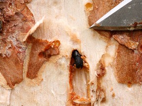 The Alberta government recently announced that it would give $29,000 to the Town of Whitecourt and $26,000 to Woodlands County for mountain pine beetle mitigation (Submitted | Alberta Environment and Parks).