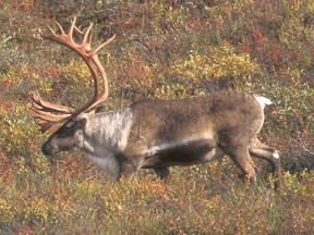 The Government of Alberta is holding a public information session regarding the draft Caribou Range Plan in Whitecourt on Feb. 20 (File Photo).