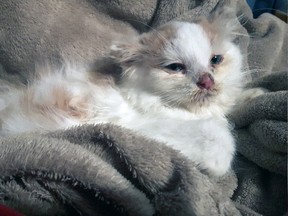 The woman who helped rescue an abused kitten found on Lake Nipissing last weekend believes the three-pound animal was going to be used as musky bait.