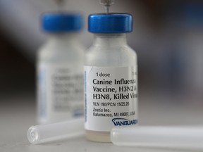 Vials of canine influenza vaccine sit on a table in California in this Jan. 25 photograph. Veternarians have seen a surge in dog owners seeking to have their dogs immunized for "dog flu" after reports that the highly contagious canine influenza – H3N2 and H3N8 – a rapidly spreading. Meanwhile, the Windsor-Essex County Health Unit has confirmed the H3N2 canine flu in eight dogs, and officials in Chatham-Kent say it’s possible the flu will spread here. Justin Sullivan/Getty Images.