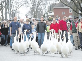 Stratford?s spring ritual is the parade of swans to the Avon River. (Special to Postmedia News)