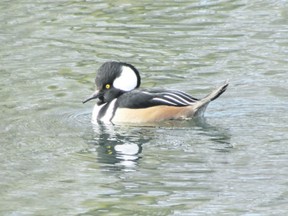 The male hooded merganser has beautiful plumage. Like our two other merganser species, the hooded merganser has a narrow, hooked bill with serrated edges to help it catch fish. (PAUL NICHOLSON/SPECIAL TO POSTMEDIA NEWS)