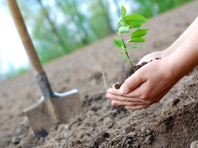 Submitted photo
The 50 Million Tree Program has operated for a decade and has planted 24 million trees across the province to date. This year landowners in Quinte West and Stirling will be encouraged to participate in the program.