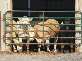 feedlot