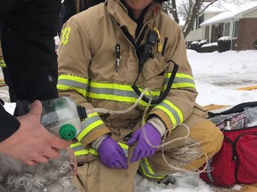 Sarnia firefighters rescued a family dog Thursday from the basement of a house on Wiltshire Drive where a fire started in the kitchen. No one was injured. Photo via Sarnia Fire Rescue Services Twitter. (Handout/The Observer)
