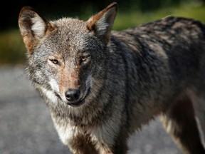 A wildlife advocate with Earthroots who has studied the species believes the animal is likely an Algonquin wolf. (James Hodgins/For Postmedia)
