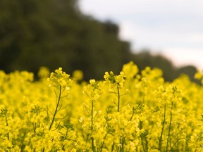 Canola crop (Getty Images)