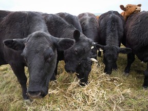 Cattle graze near Black Diamond, Alta., Friday, May 13, 2016. (The Canadian Press)