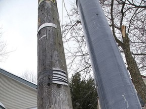 Greater Sudbury Hydro crews have left a portion of an old hydro pole on Morin Avenue for a woodpecker to visit, while erecting a new one made of composite fibre beside it. (Gino Donato/Sudbury Star)