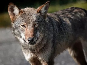 A wildlife advocate with Earthroots who has studied the species believes this animal is likely an Algonquin wolf. (James Hodgins/For Postmedia)