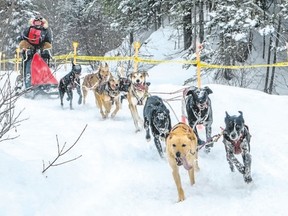 A two-day, 10-dog race is a feature of the Kearney Dog Sled Races. (Special to Postmedia News)