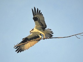 Successful bird photographs engage the viewer with a story. This osprey that looks like it is balancing on a tightrope is actually building a nest. Our ospreys return in late March. (MICH MacDOUGALL/Special to Postmedia News)