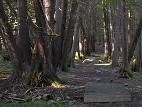 W. BRICE MCVICAR/The Intelligencer
Quinte Conservation is looking for trail stewards to assist with the maintenance of trails throughout its 23 conservation areas, such as this one at the Frink Centre. An information session is scheduled for Feb. 28 at the conservation authority’s main office.