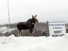 A moose hangs out at the end of Kingsview Drive in the Sunrise Ridge Estates subdivision on Tuesday. The animal had been bedded down in the snow but got up to stretch its legs as the photographer watched from the safety of his vehicle. (Mike O'Brien/For The Sudbury Star)