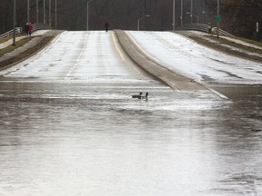 Two mallard ducks cross Wonderland Road just north of the Guy Lombardo Bridge after Thames River floodwaters closed the north-south artery in both directions Wednesday. (MIKE HENSEN, The London Free Press)