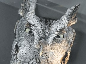 This grey morph eastern screech-owl has been seen in the Westmount area of London. There is also a rufous morph of this species. Both are seen across Southwestern Ontario. (DONALD TAVES, Special to Postmedia News)