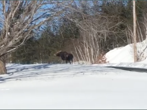 A moose hangs out in the bush behind Nickel City Motors last week in this screenshot of a video taken by car salesman Andrew McKillop. The animal is almost surely the same one seen Tuesday on the edge of the Sunrise Ridge Estates subdivision.
