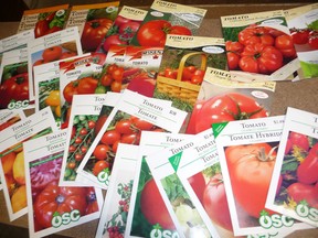 tomatoe seeds