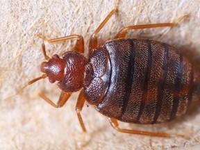 According to a report done by Elgin St. Thomas Public Health (ESTPH), rural residents are far more likely to have trouble with their drinking water than urban residents. But in the city, bed bugs are a frequent complaint to local health officials. Handout/Postmedia News
