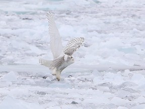 A snowy owl takes off from where it was sitting along a path in the ice in the channel between Amherst Island and the mainland onThursday, Feb. 22, 2018. 
Elliot Ferguson/The Whig-Standard/Postmedia Network