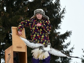 Enya Oxenham releases a red-tailed hawk she helped rescue back into its natural habitat. (Chuck Dickson/Special to Postmedia News)