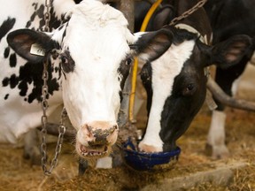 cows and water trough