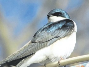 swallow