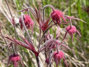 Submitted photo
The prairie smoke flower is one type of vegetation which flourishes on the alvars of the Napanee Limestone Plain. The plains, and the plant life which survives there, will be the focus of an upcoming Hastings Stewardship Council presentation.